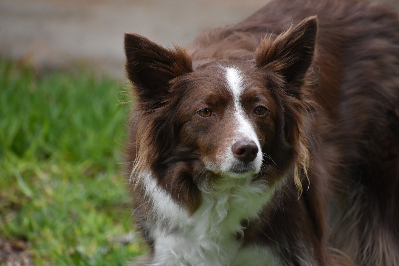 Border Collie